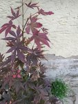 IMG_20210607_095934.jpg