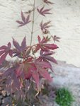 IMG_20210607_095941.jpg