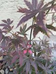 IMG_20210607_095951.jpg