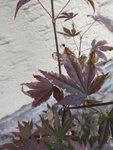 IMG_20210607_100006.jpg