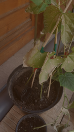 Screenshot_20210603-211924_Gallery.webp