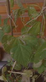 Screenshot_20210603-212015_Gallery.webp