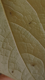 Screenshot_20210603-211837_Gallery.webp