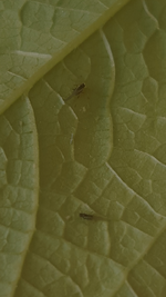 Screenshot_20210603-212000_Gallery.webp