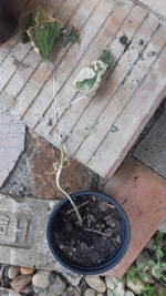 Screenshot_20210607-153528_Gallery.webp