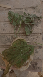 Screenshot_20210607-190414_Gallery.webp