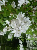P1030815Deutzie.webp