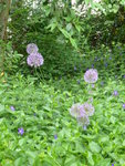 P1030817Zierlauch.JPG