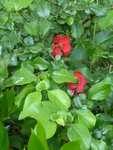 P1030818Zierquitte.JPG