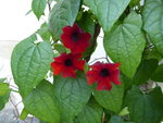 P1030830schwarzäugige Susanne.JPG