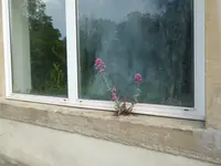 P1030842Spornblume.webp