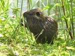 P1030860Nutria.JPG