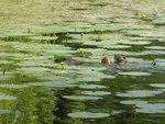 P1030865Nutria.JPG