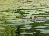P1030865Nutria.webp