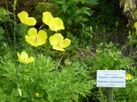 P1030869Pyrenäenscheinmohn.webp