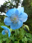 P1030872großer Scheinmohn.JPG