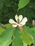 P1030898Honoki-Magnolie.JPG