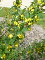 P1030899Berberitze.webp