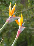 P1030902Papageienblume.JPG