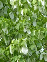 P1030905Taschentuchbaum.webp