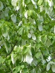 P1030905Taschentuchbaum.JPG