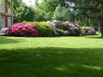 P1030917Rhododendren.JPG