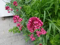 DSC01748.webp