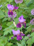 P1030923Iris.JPG