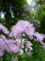 P1030927Wiesenraute.webp