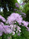 P1030927Wiesenraute.JPG