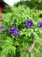 P1030929Kugeldiste.webp