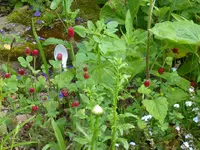P1030931Inkarnatklee.webp