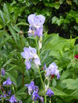 P1030933Iris.JPG