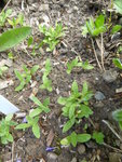 P1030934Kornradenkeimlinge.JPG