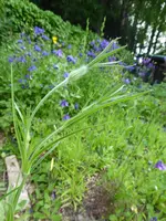 P1030935Kornrade.webp