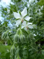 P1030938Borretsch.webp