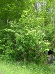 P1030941Mispel.JPG