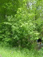 P1030941Mispel.webp