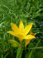 P1030943Taglilie.webp