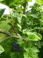 P1030946schwarze Johannisbeere.webp