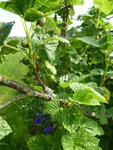 P1030946schwarze Johannisbeere.JPG