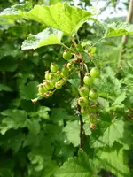 P1030947rote Johannisbeere.webp