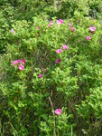 P1030949Wildrose.JPG