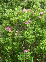 P1030949Wildrose.webp