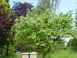 P1030950Quitte.JPG