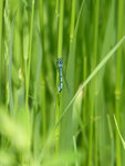 P1030953Azurjungfrau.JPG