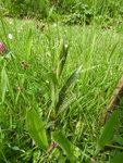 P1030954geflecktes Knabenkraut.JPG