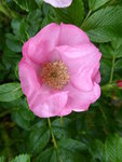 P1030958Elisenpark.JPG