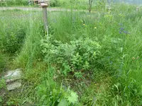 P1030967Kamtschatkabeere.webp