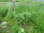 P1030967Kamtschatkabeere.JPG
